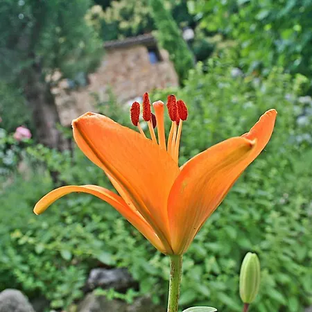 El Carpintero * 젤티