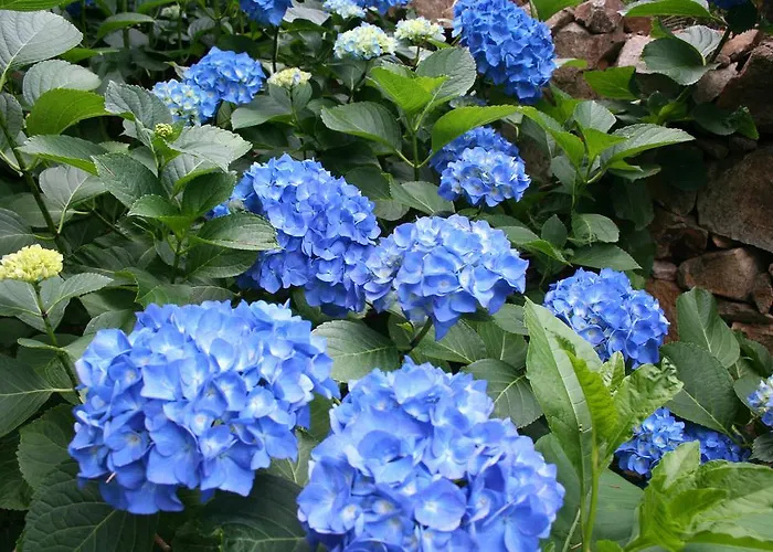 El Carpintero Country house *