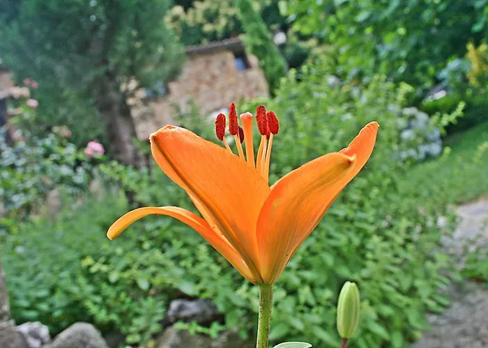 El Carpintero * Jerte